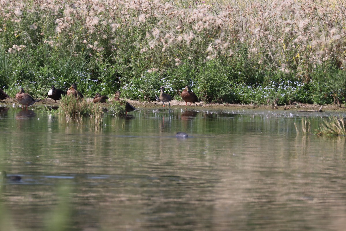 Eurasian Curlew - ML469723571