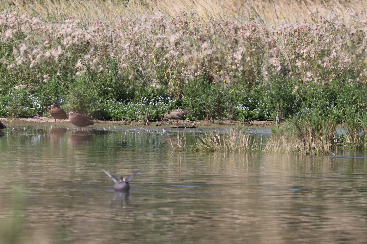 Eurasian Curlew - ML469723591