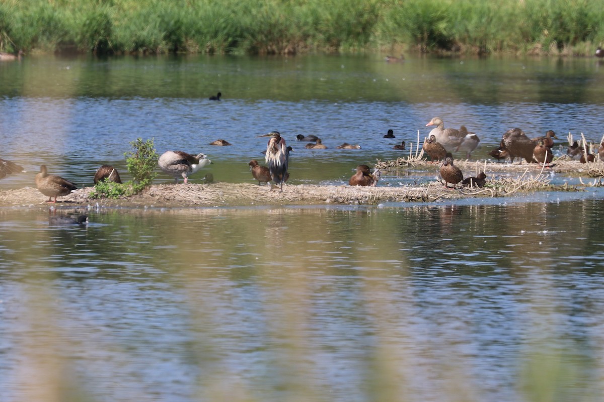Purple Heron - ML469723751