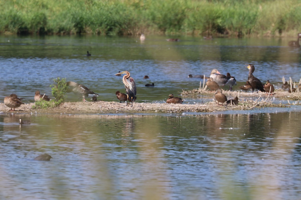 Purple Heron - ML469723761