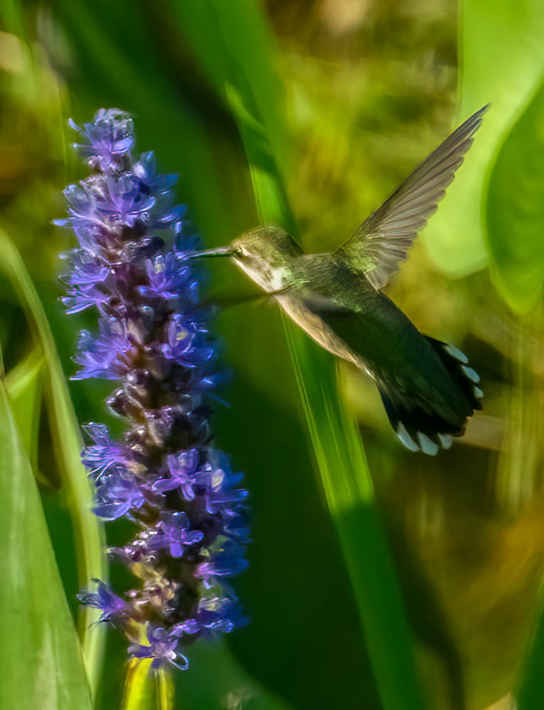 Ruby-throated Hummingbird - ML469724471