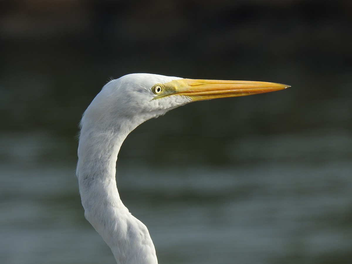 Great Egret - Leandro Niebles Puello