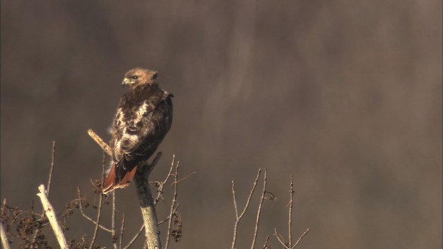 Red-tailed Hawk - ML469725