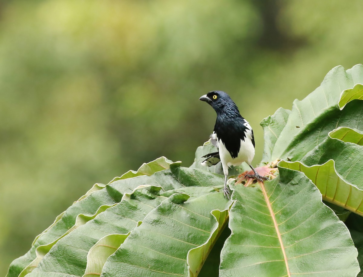 Magpie Tanager - ML469725291
