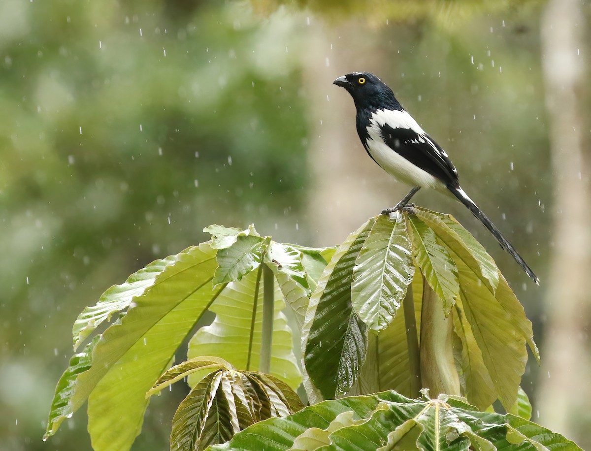 Magpie Tanager - ML469725421