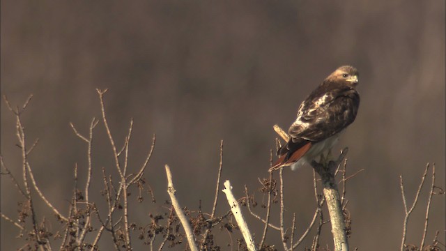 Red-tailed Hawk - ML469726