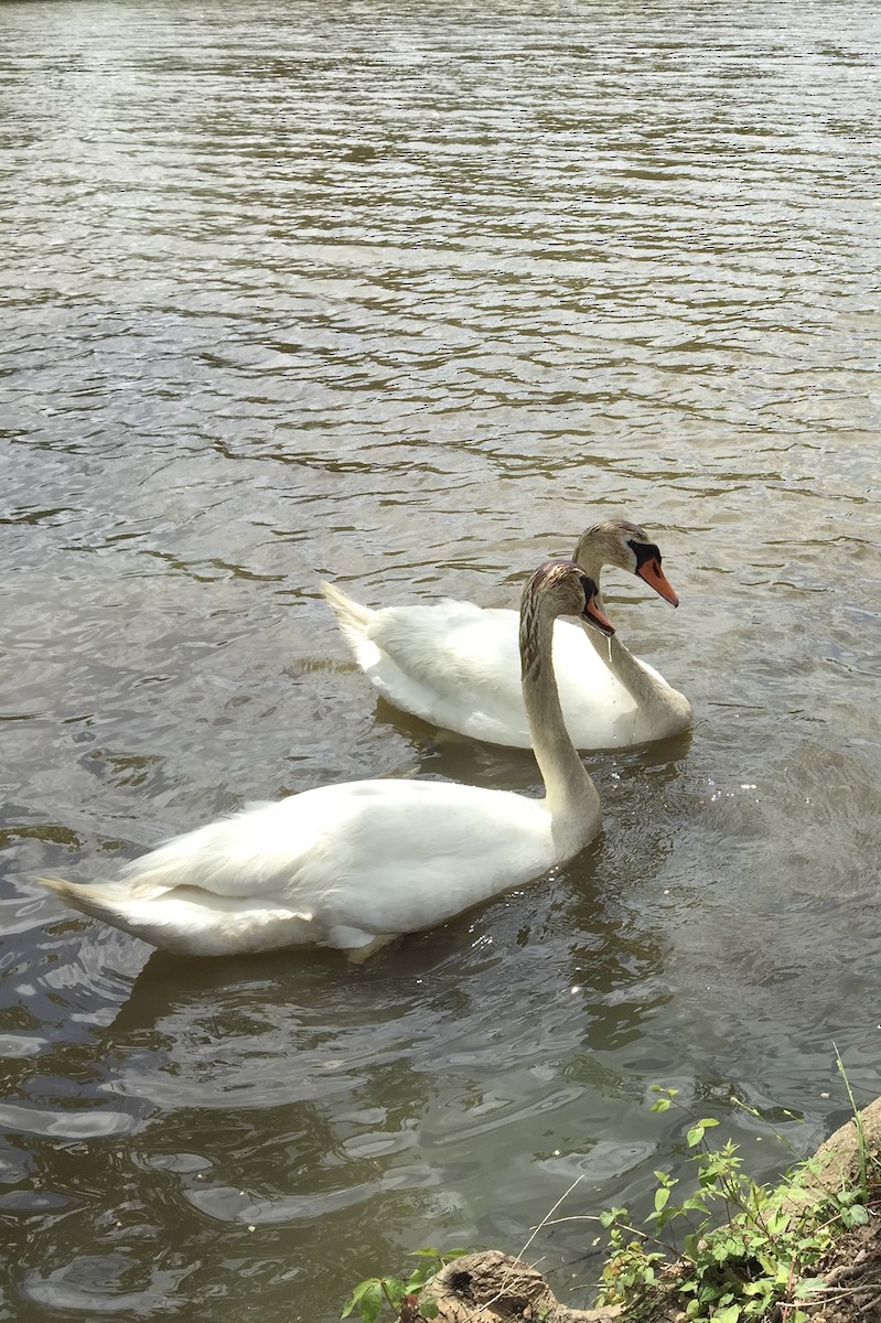 Mute Swan - ML469726841