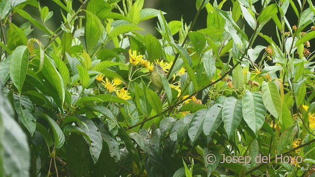 Yellow-breasted Antwren - ML469726881