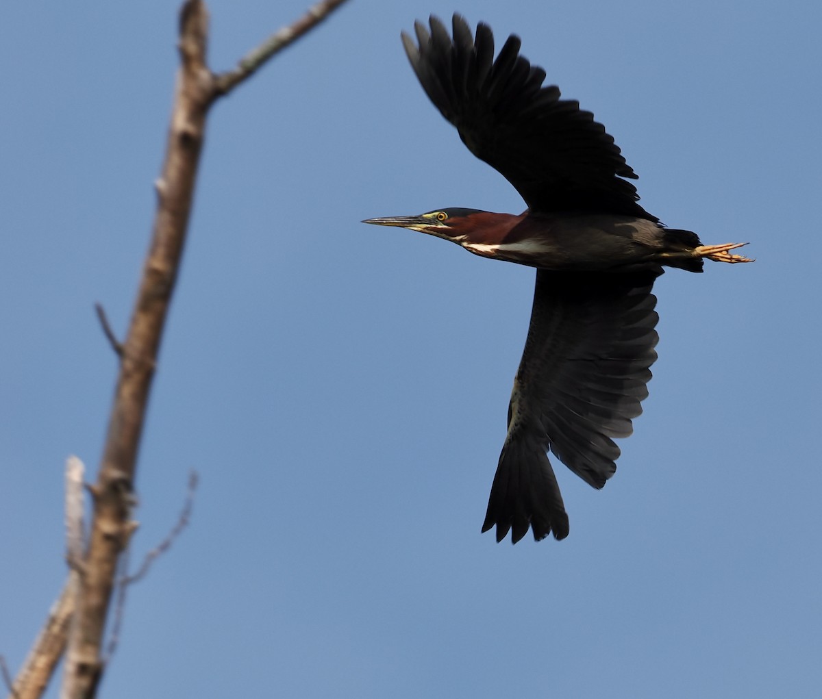 Green Heron - ML469727461