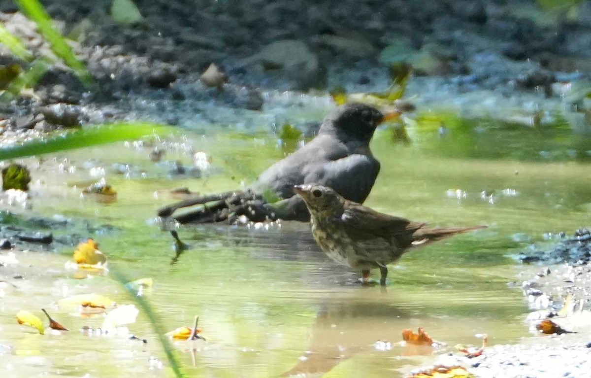 Swainson's Thrush - ML469732411