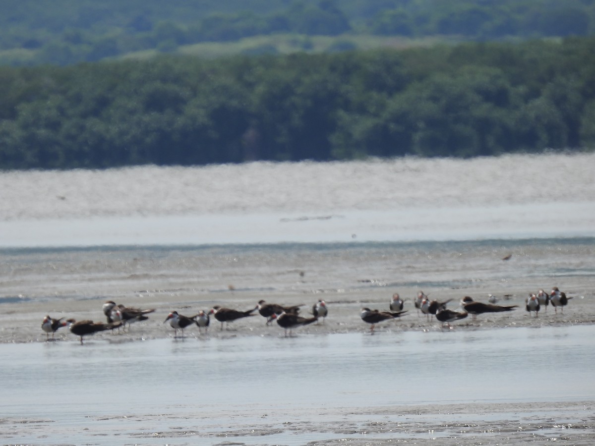 Black Skimmer - Leandro Niebles Puello