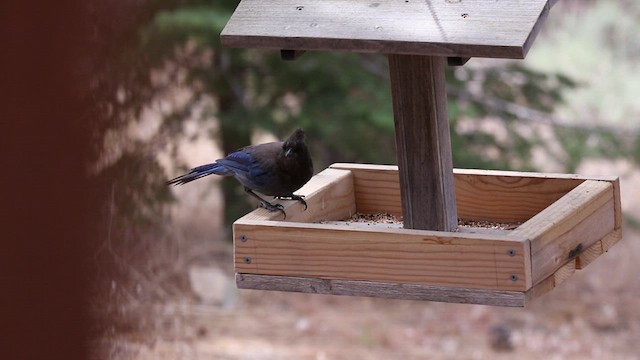 Steller's Jay (Coastal) - ML469735371