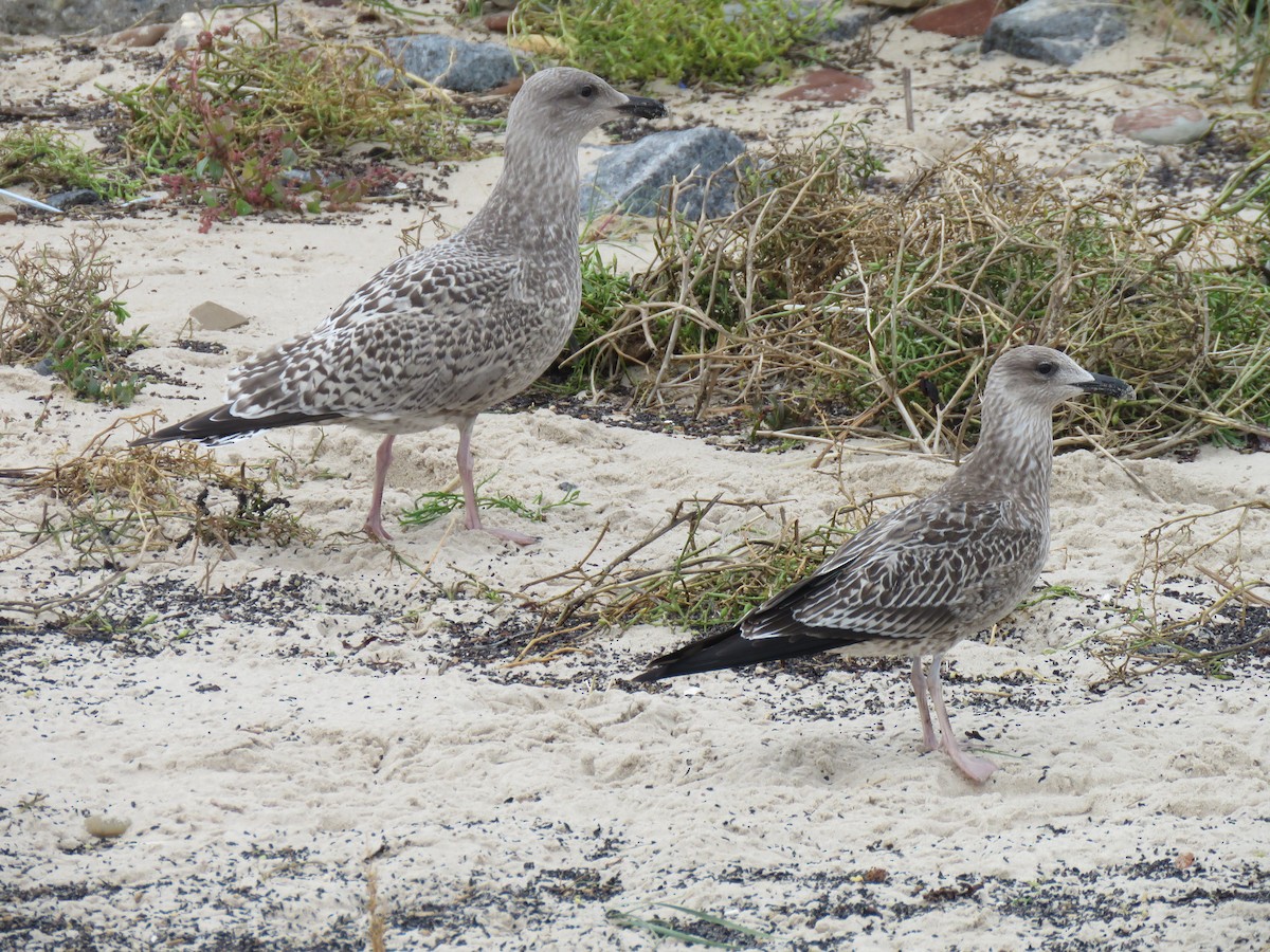 Lesser Black-backed Gull - ML469737661