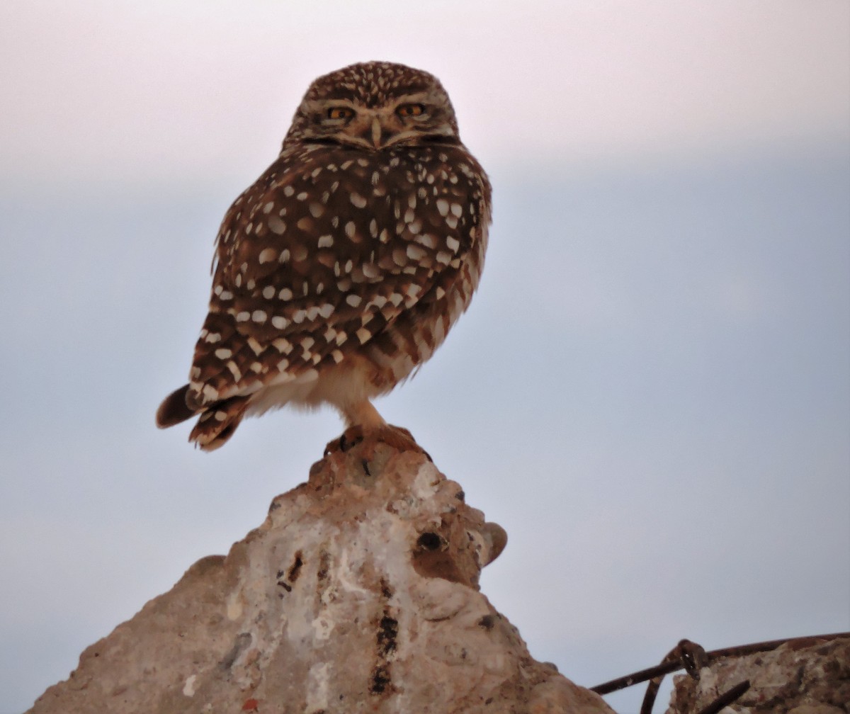 Burrowing Owl - ML469738091