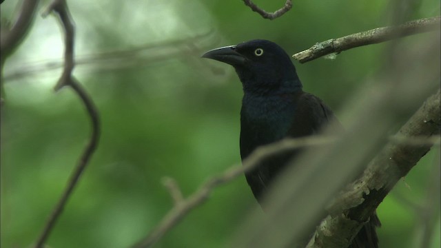 Common Grackle - ML469739