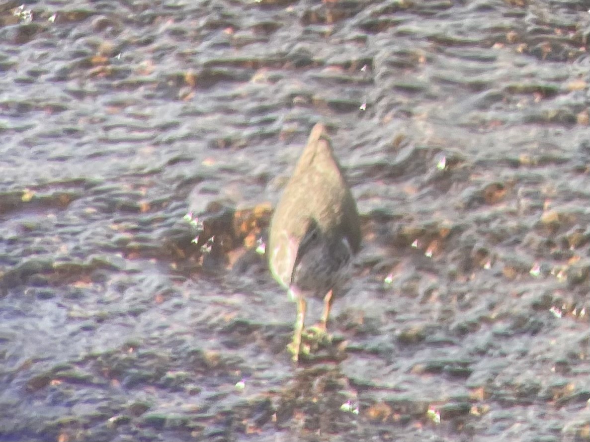 Spotted Sandpiper - ML469739581