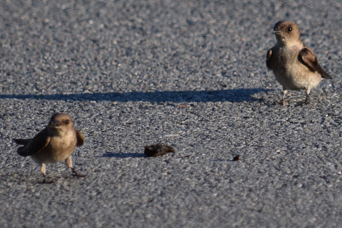 Northern Rough-winged Swallow - Mary  McMahon