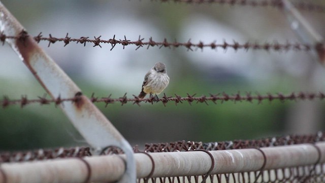 Vermilion Flycatcher - ML469740591