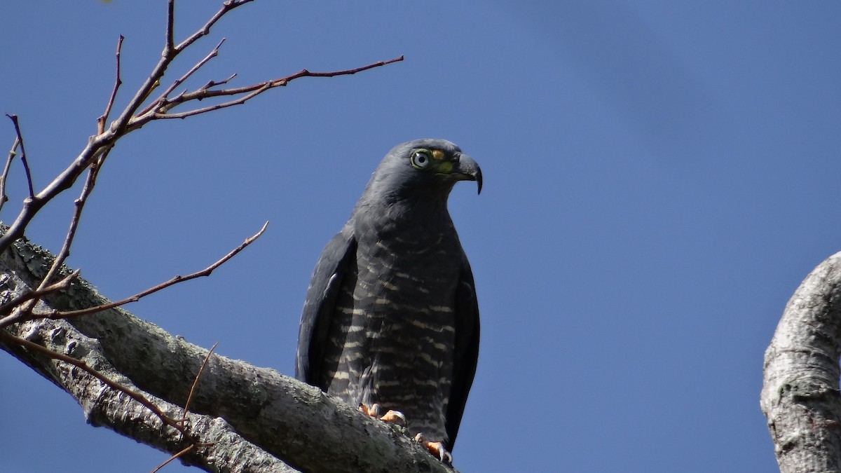 Hook-billed Kite - ML46974171