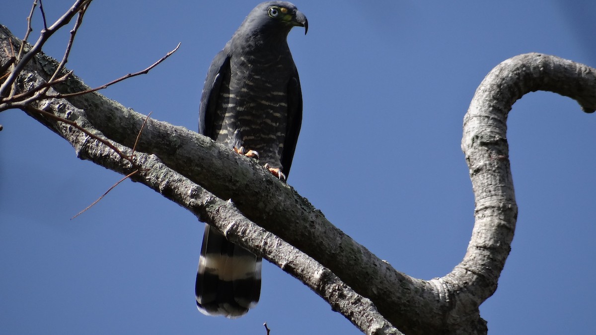 Hook-billed Kite - ML46974211