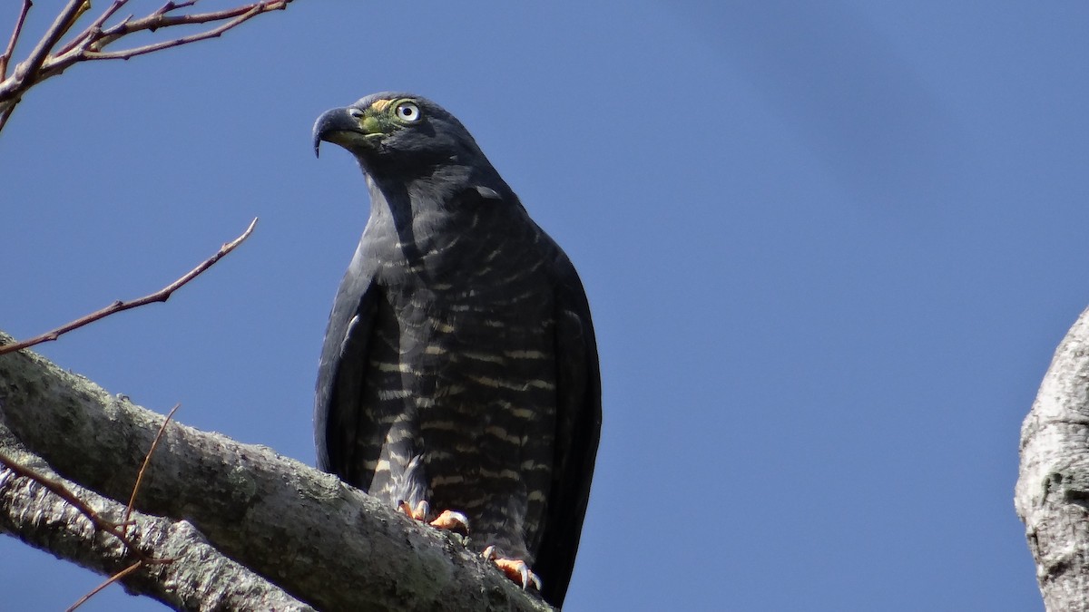 Hook-billed Kite - ML46974261