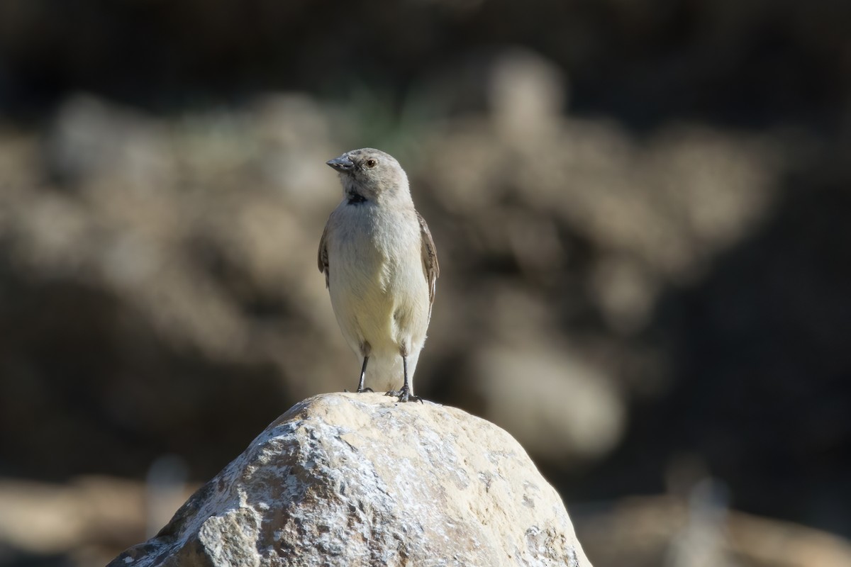 Black-winged Snowfinch - ML469745641