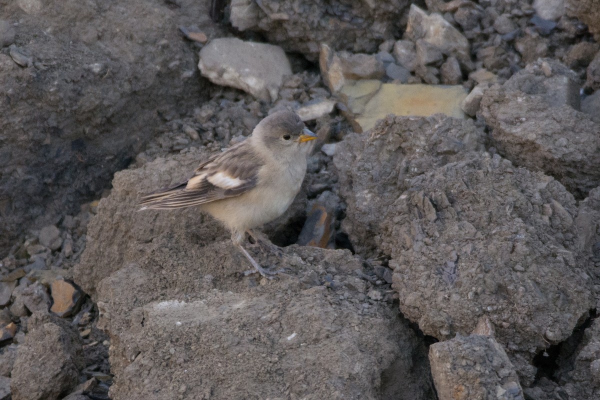 Black-winged Snowfinch - Aniketa Kabir