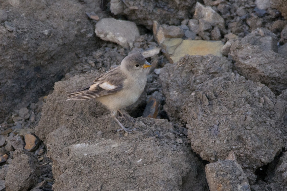 Black-winged Snowfinch - ML469745681