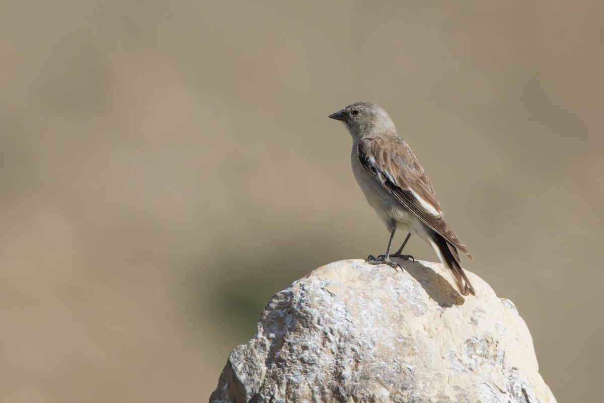 Black-winged Snowfinch - ML469745701