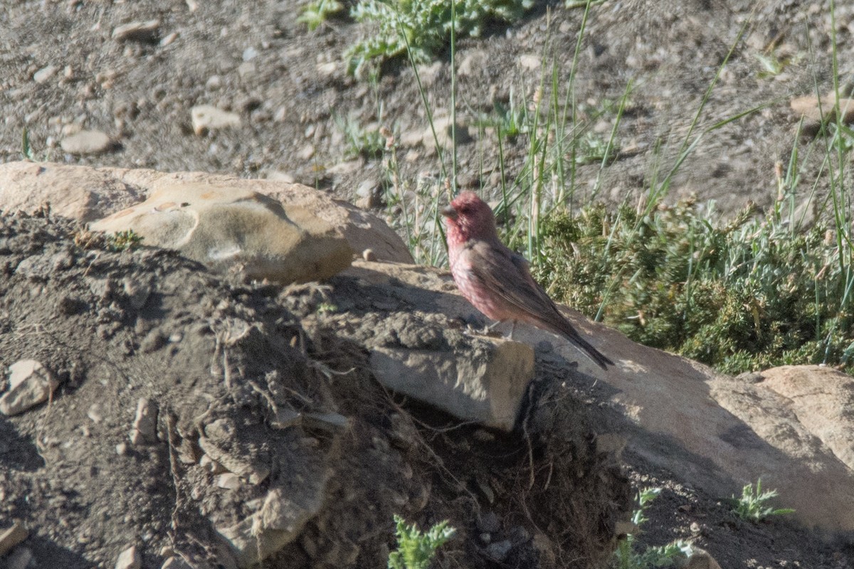 Great Rosefinch - ML469745751