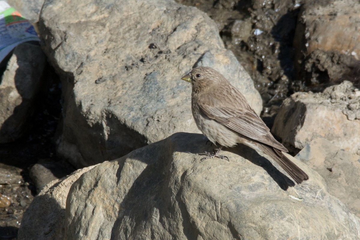 Great Rosefinch - ML469745771