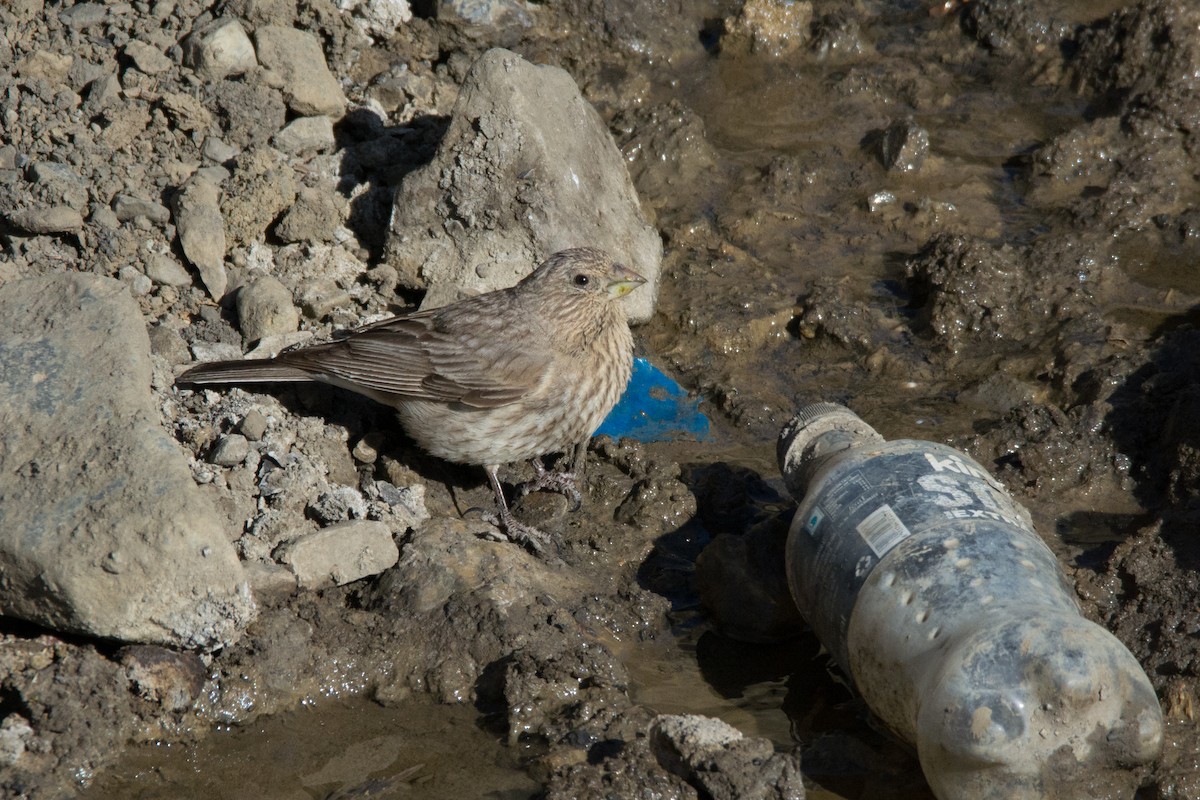 Great Rosefinch - ML469745781