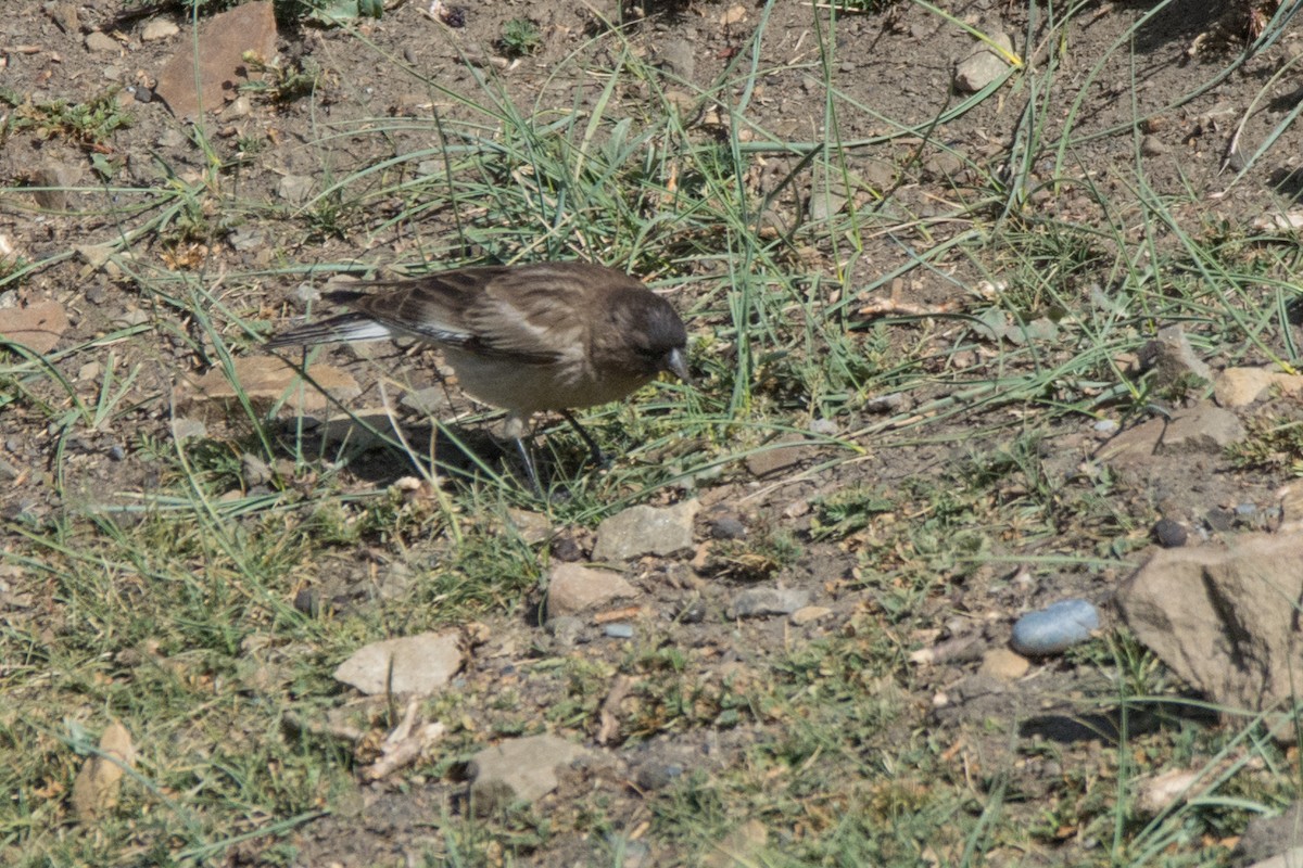 Black-headed Mountain Finch - ML469745881