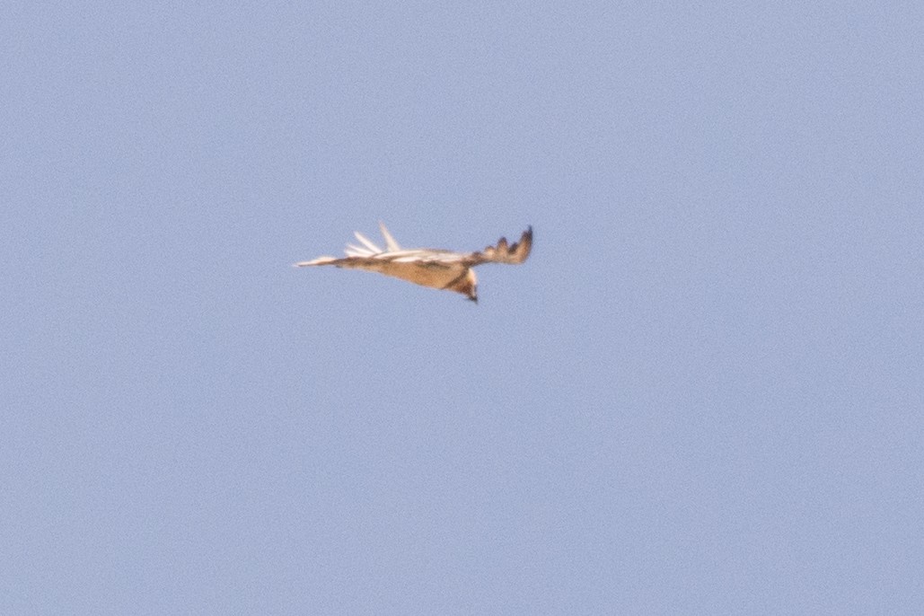 Bearded Vulture - Aniketa Kabir