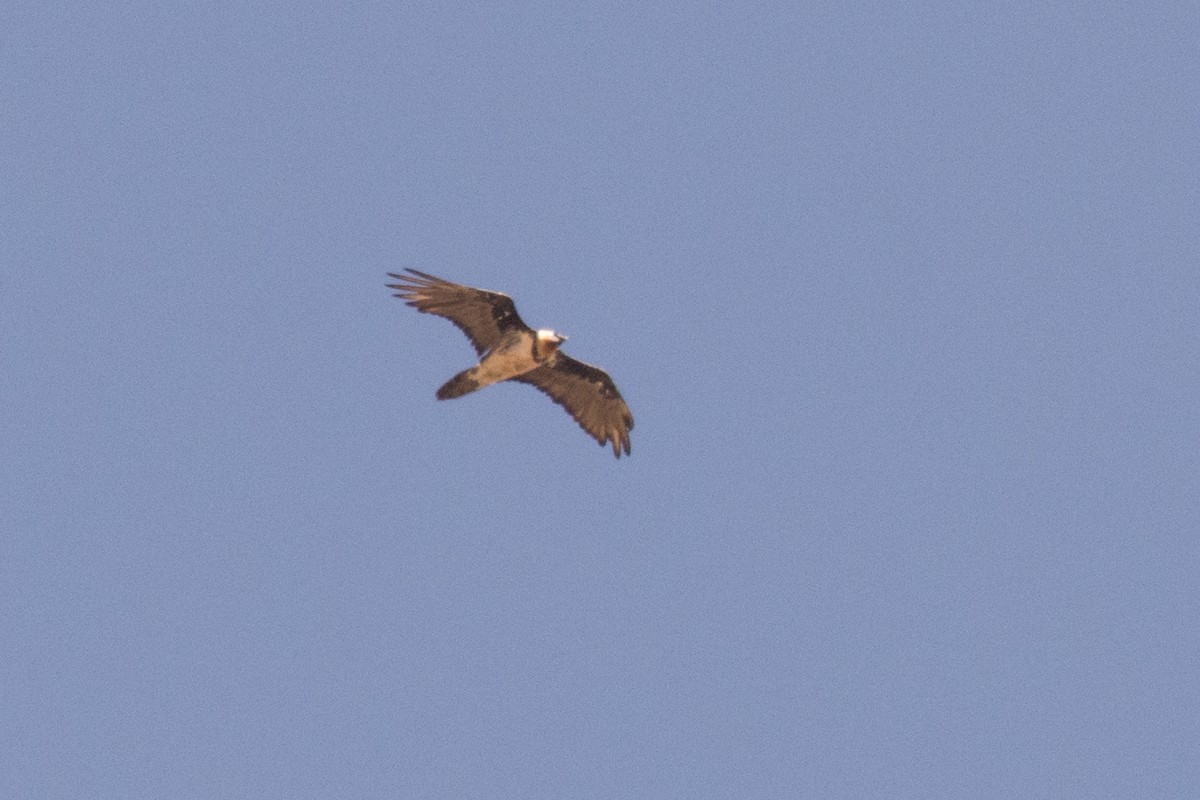 Bearded Vulture - ML469746351