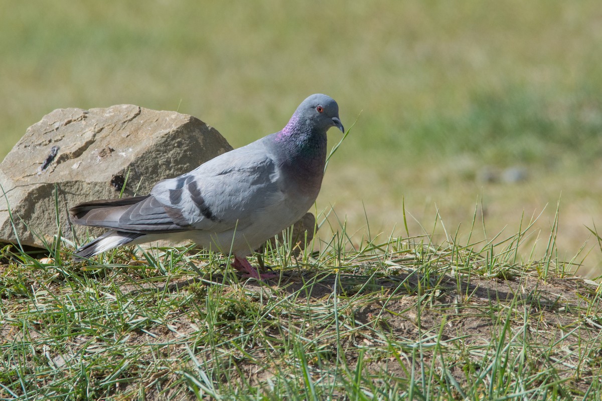 Hill Pigeon - ML469746361