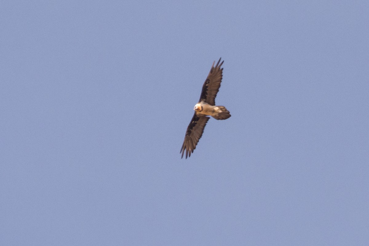 Bearded Vulture - ML469746381