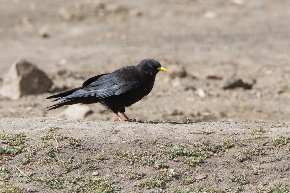 Yellow-billed Chough - ML469746401