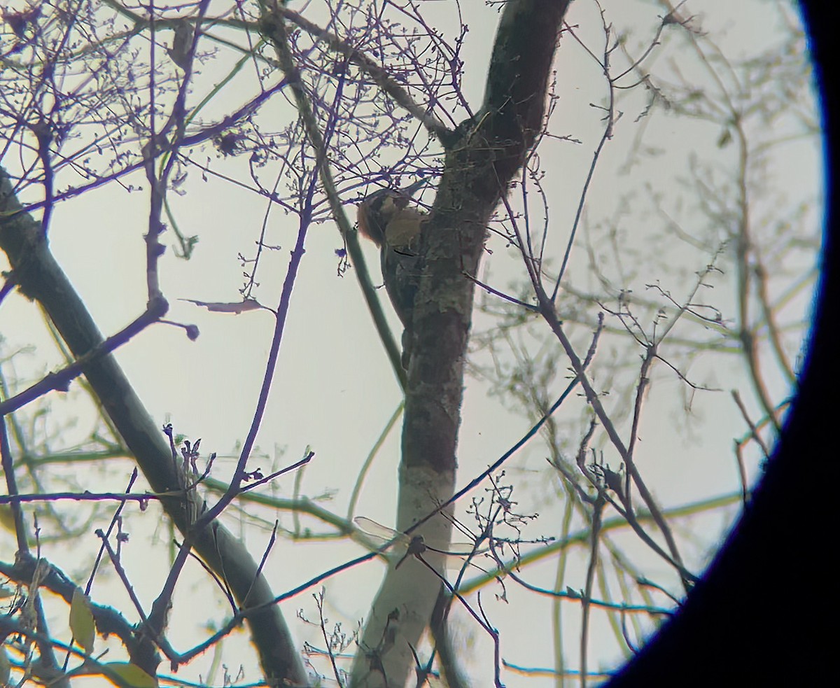 Black-cheeked Woodpecker - ML469746571