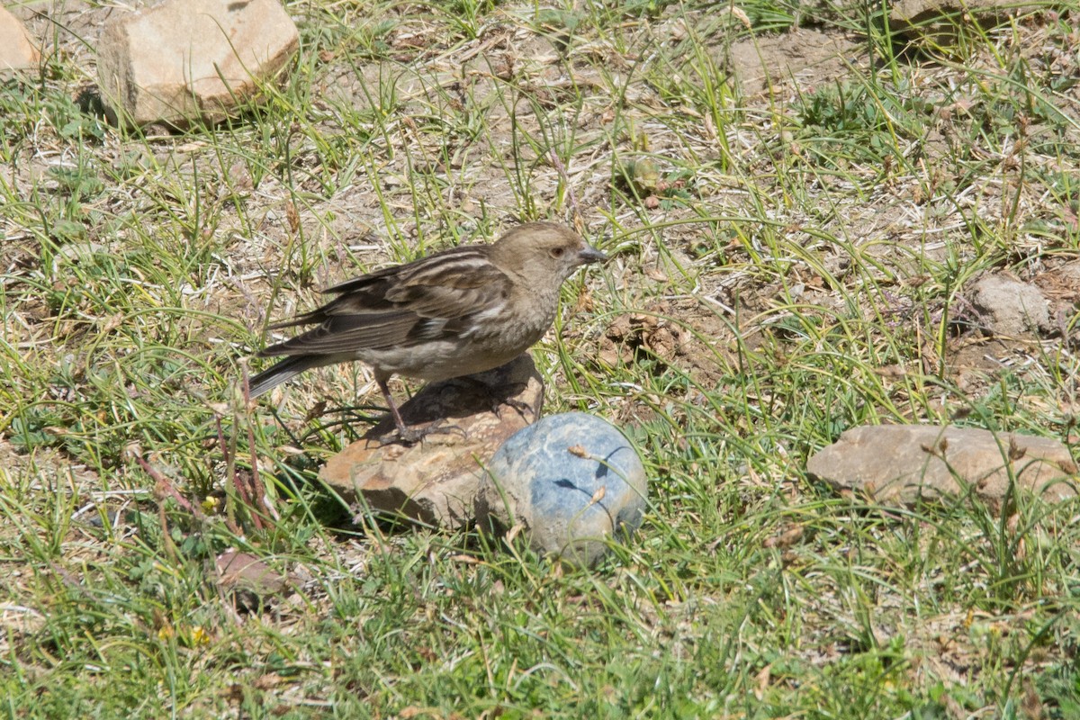 Plain Mountain Finch - ML469746681