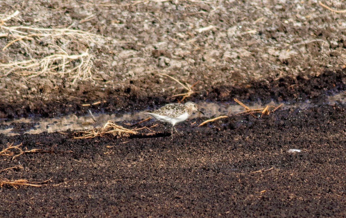 Bécasseau sanderling - ML469747511