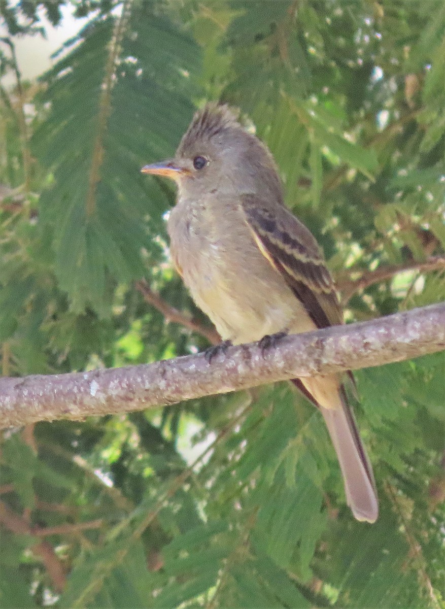 Greater Pewee - ML469748001