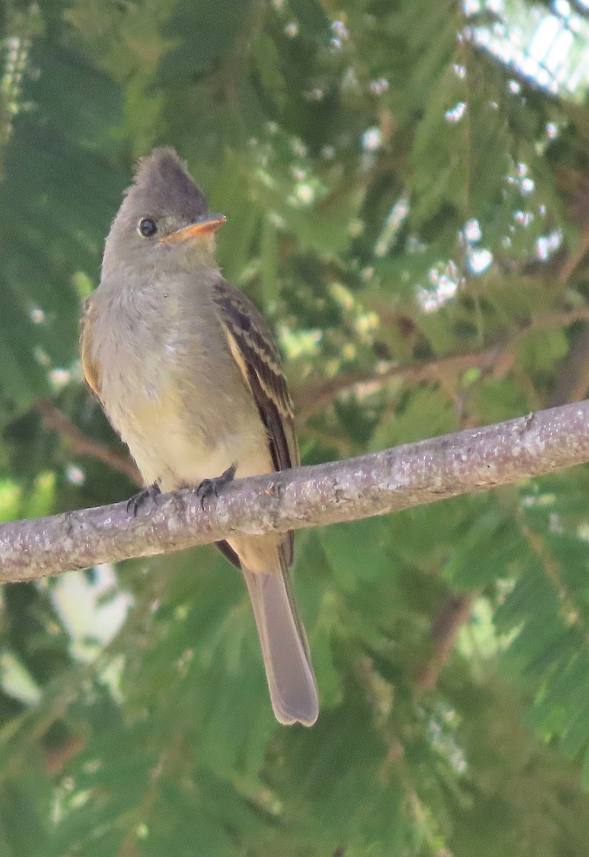 Greater Pewee - ML469748031