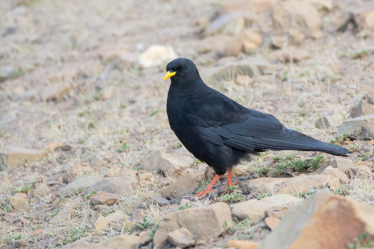 Yellow-billed Chough - ML469749221