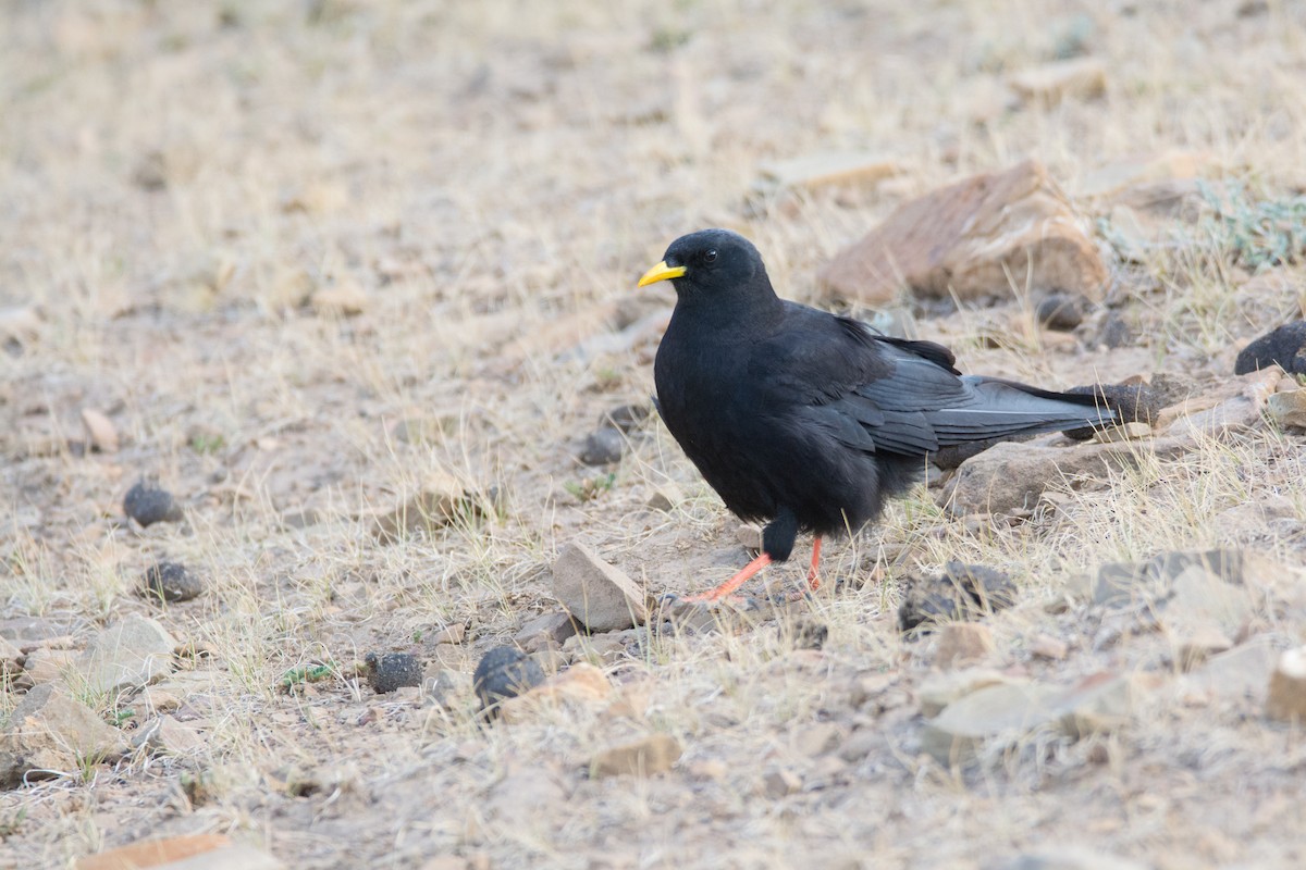 Yellow-billed Chough - ML469749231