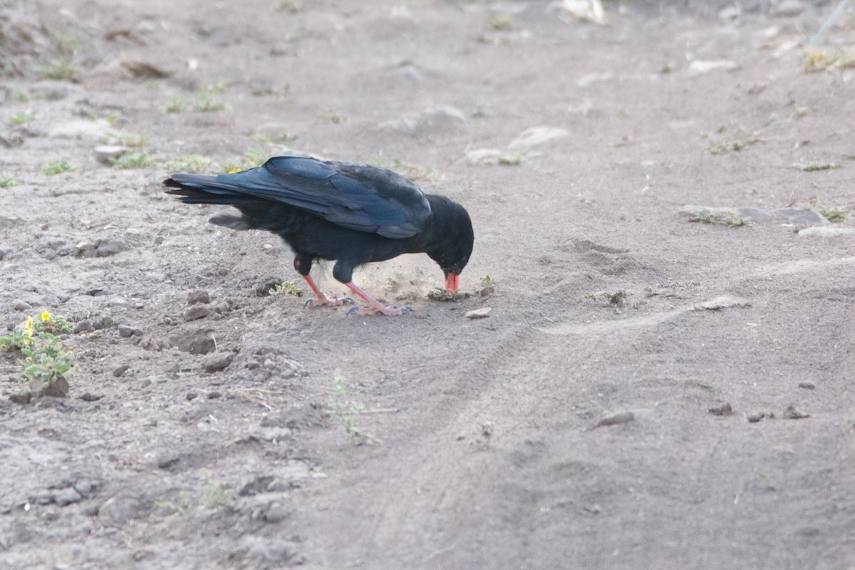 Red-billed Chough - ML469749241