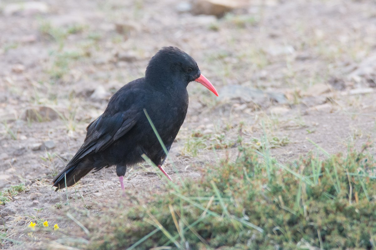 Red-billed Chough - ML469749261