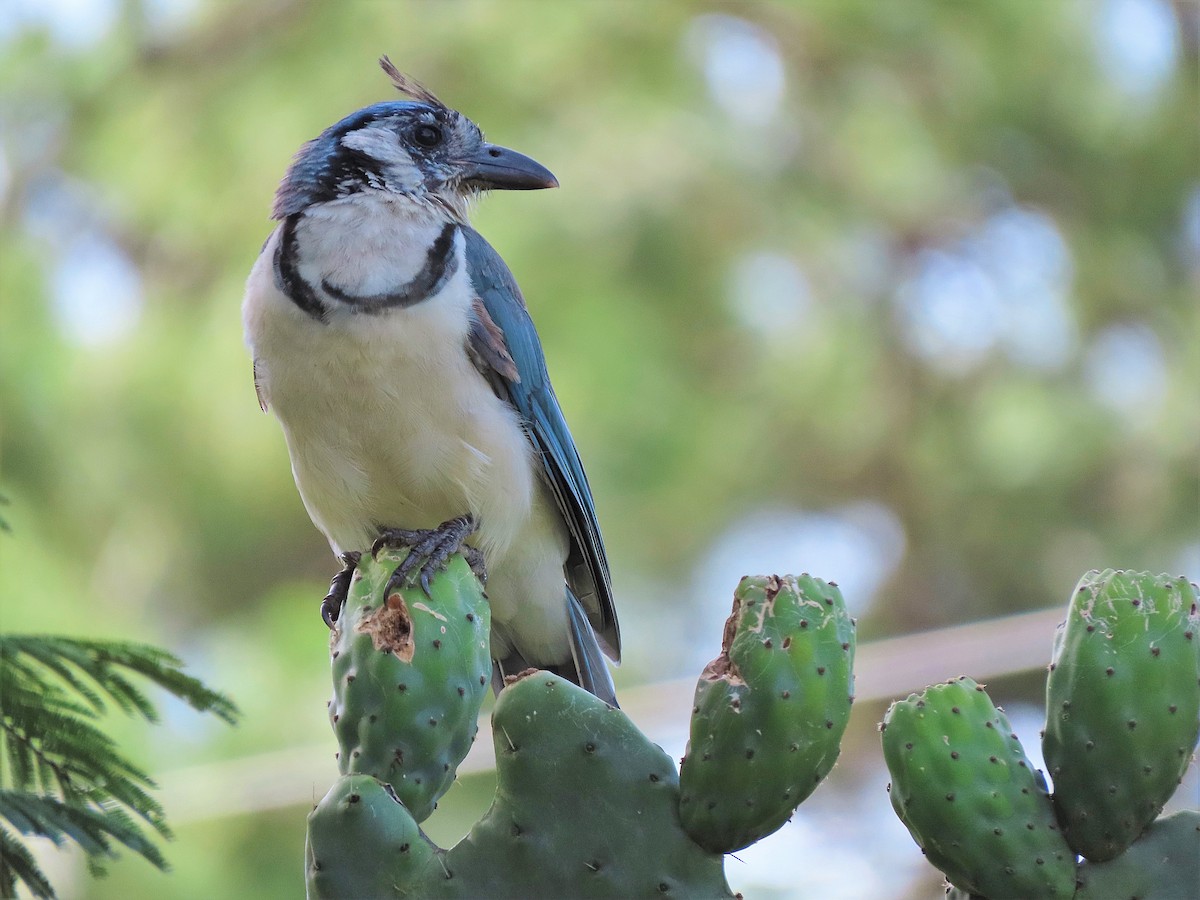 White-throated Magpie-Jay - ML469749341