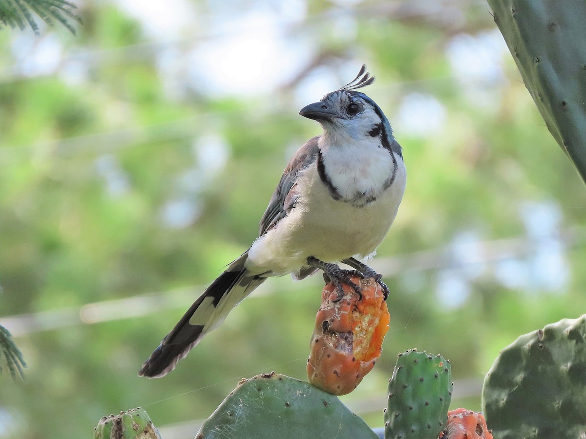 White-throated Magpie-Jay - ML469749371