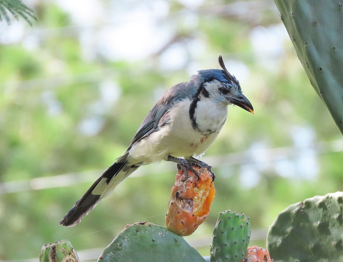White-throated Magpie-Jay - ML469749431